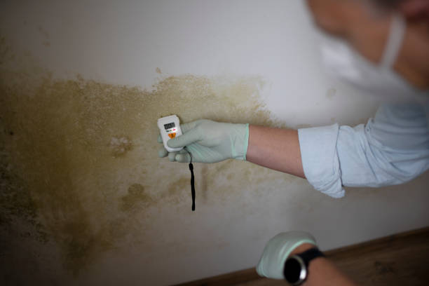 Best Biohazard Mold Removal  in Scottsville, KY